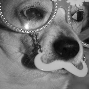 Meet your Posher, Anita